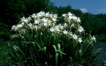 Author Sunday -have You Ever Seen The Cahaba Lily In Bloom? You Shouldn 